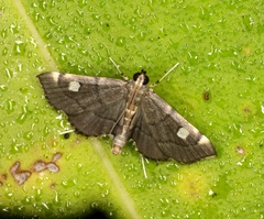 Luma sericea