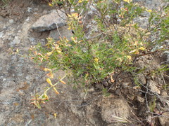 Acmispon dendroideus traskiae