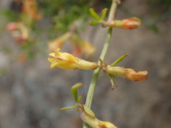 Acmispon dendroideus traskiae