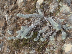 Acmispon argophyllus adsurgens