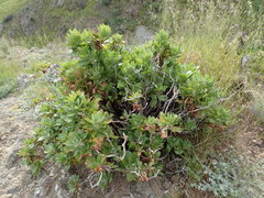 Munzothamnus blairii