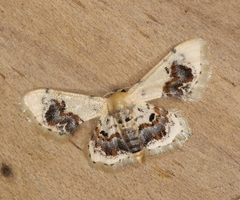 Idaea macrospila
