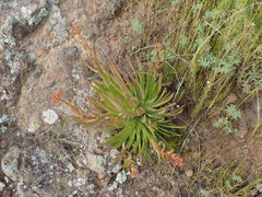 Dudleya virens virens
