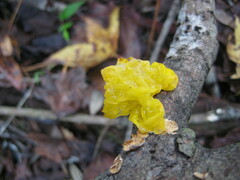 Tremella mesenterica image
