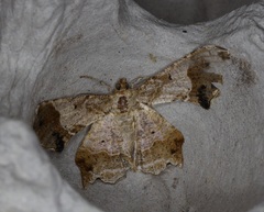 Krananda oliveomarginata