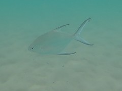 Trachinotus baillonii