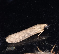 Lamoria adaptella