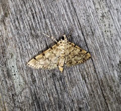 Lamprosema tampiusalis