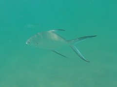 Trachinotus baillonii