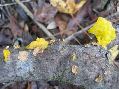 Tremella mesenterica image