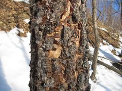 Betula dauurica