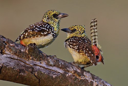 D'Arnaud's Barbet