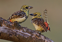 D'arnaud's Barbet photo 2
