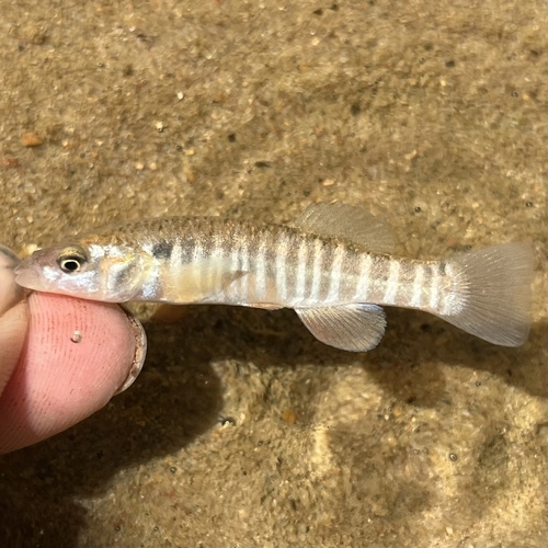 Southern Plains Killifish