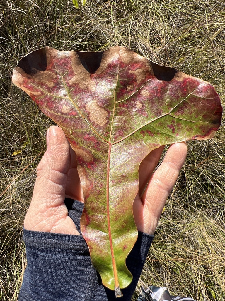blackjack oak from Milton, FL, US on November 25, 2023 at 1112 AM by lesley_lucas · iNaturalist