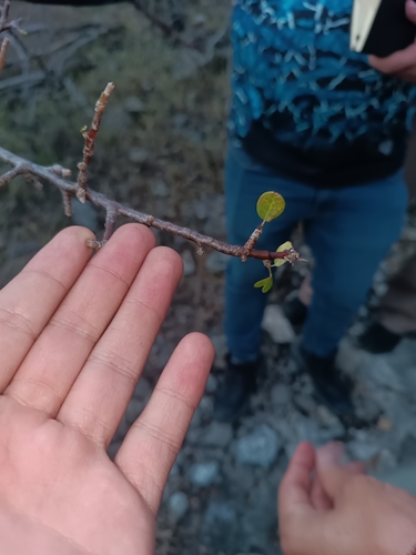 Bursera schlechtendalii (Bursera schlechtendalii)