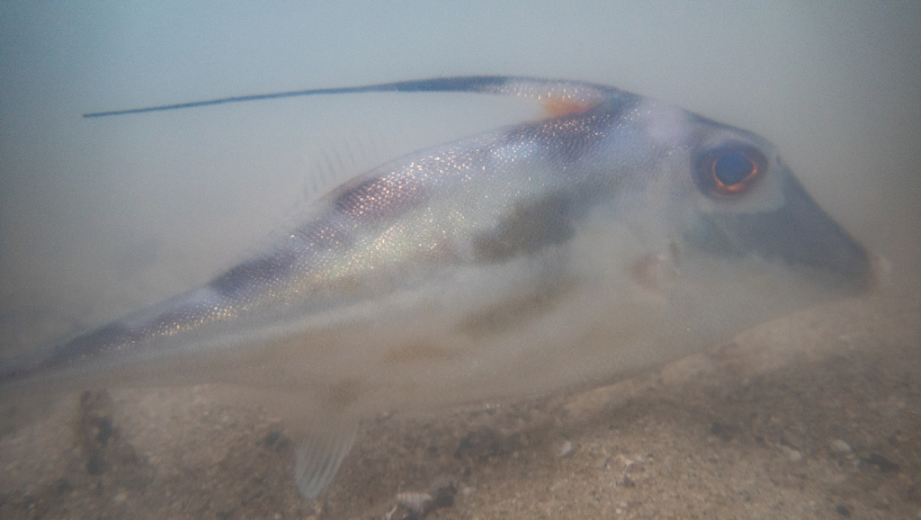 Long-tail tripodfish (Tripodichthys blochii) — Triacanthidae