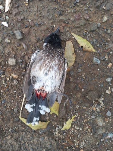 Red-vented Bulbul