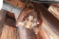 Wahlberg's Epauletted Fruit Bat photo 2