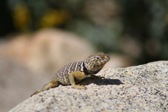 Crotaphytus vestigium