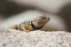 Crotaphytus vestigium