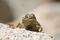 Crotaphytus vestigium