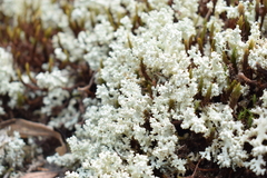 Cladonia caroliniana