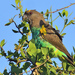 Meyer's Parrot - Photo (c) Ad Konings, some rights reserved (CC BY-NC), uploaded by Ad Konings