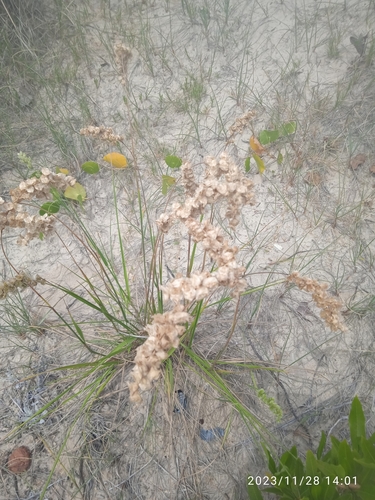 Chascolytrum erectum