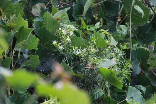 Image of Maerua rosmarinoides by (c) Mahomed Desai, some rights reserved (CC BY)