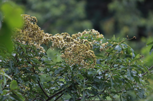 Image of Dalbergia obovata by (c) Mahomed Desai, some rights reserved (CC BY)
