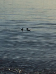 Podiceps nigricollis