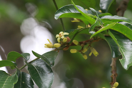 Image of Trichilia dregeana by (c) Mahomed Desai, some rights reserved (CC BY)