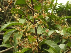 Sterculia lanceolata