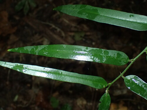 Image of Capparis brassii by (c) Mahomed Desai, some rights reserved (CC BY)