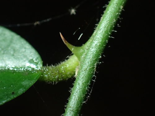 Image of Capparis brassii by (c) Mahomed Desai, some rights reserved (CC BY)