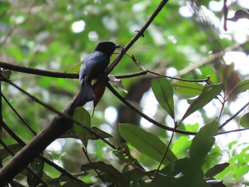 Square-tailed Drongo (Dicrurus ludwigii), photo 8