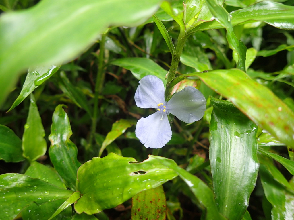 Coleotrype natalensis (Coleotrype natalensis)