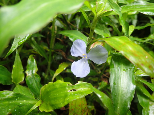 Coleotrype natalensis (Coleotrype natalensis)