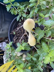 Leucocoprinus birnbaumii image