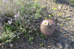 Echinomastus erectocentrus erectocentrus