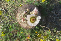 Echinomastus erectocentrus erectocentrus