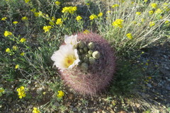 Echinomastus erectocentrus erectocentrus