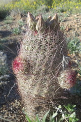 Echinomastus erectocentrus erectocentrus