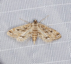 Parapoynx diminutalis