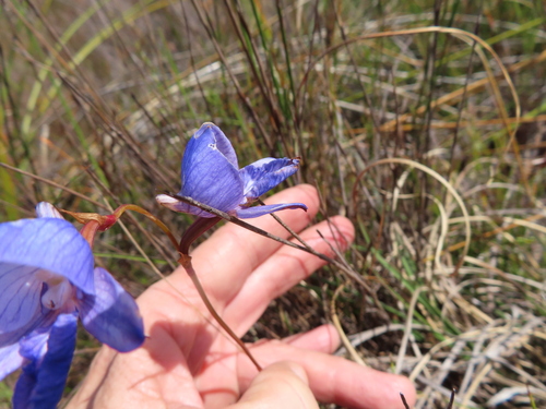 Image of Disa purpurascens by (c) linkie, some rights reserved (CC BY)