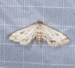 Parapoynx diminutalis