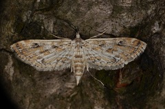 Parapoynx diminutalis