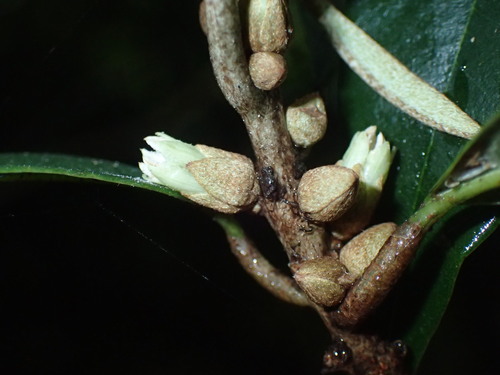 Englerophytum natalense (Englerophytum natalense)