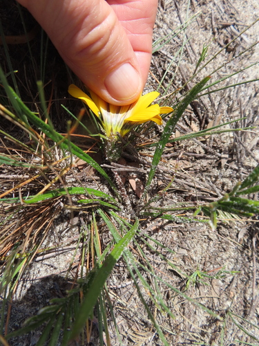 Image of Gazania pectinata by (c) linkie, some rights reserved (CC BY)